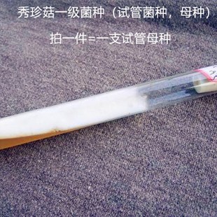 秀珍菇姬菇榆黄菇菌种一级A试管种母种小平菇原种栽培种