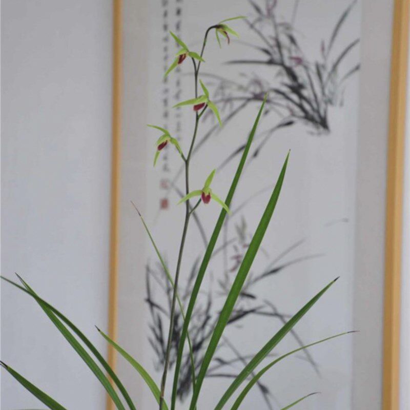 带芽壮苗 寒兰k雪中红 红舌经典 雪中红 花高出架