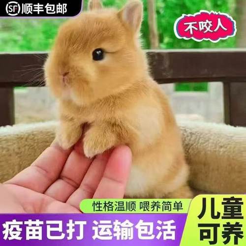 宠乐宠兔子活物长不大