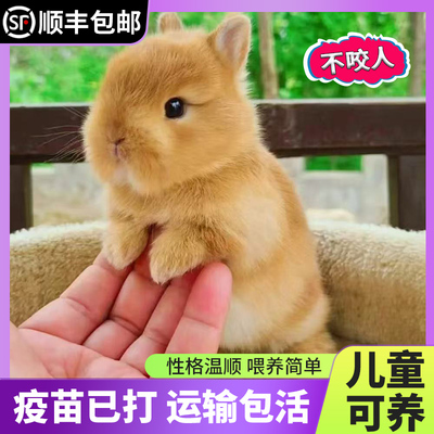 不会咬人的小宠物可上手小宠物兔子活物长不大迷你侏儒猫猫兔荷兰
