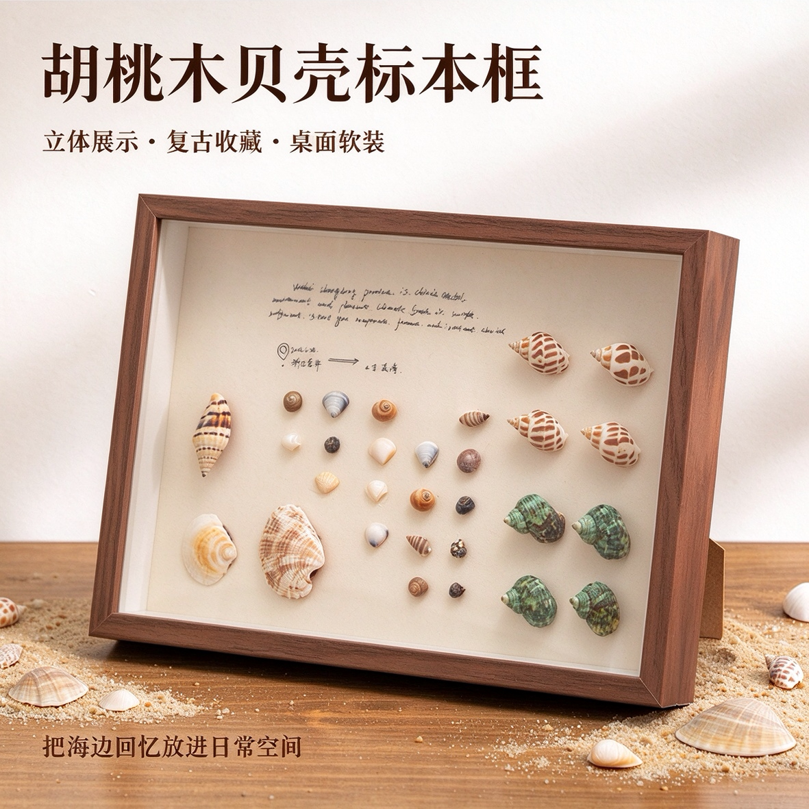 DIY贝壳海螺标本木质展示框