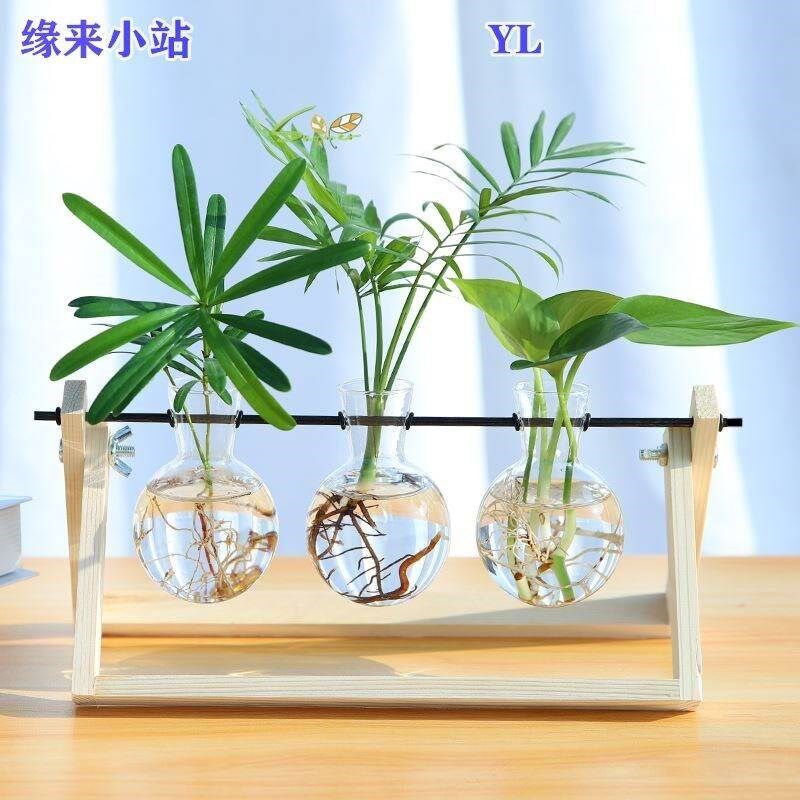 宿舍水里养的植物水中海草桌上绿植适合办公室放的绿萝小苗摆件放