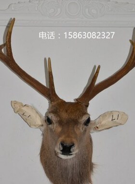 工艺鹿头标本壁挂L1真皮毛壁炉壁饰挂件会所酒吧墙饰样板房装饰