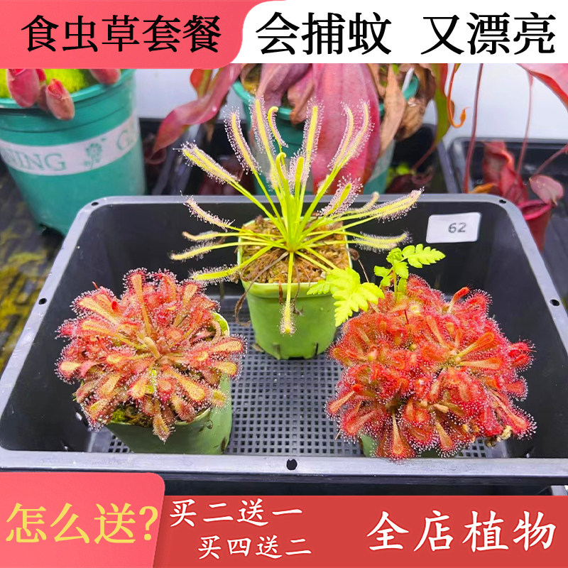新套餐组合茅膏菜食虫草食虫植物捕蚊虫驱蚊草捕蝇草猪笼草捕虫堇