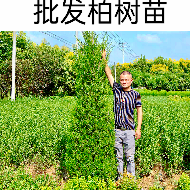 柏树苗松柏塔柏树熏腊肉洗头发