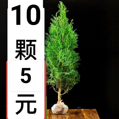 塔柏树苗柏树苗侧柏树苗龙柏树苗松柏扁柏苗柏树树苗绿化苗松树苗