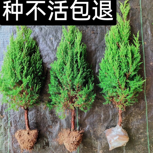 柏树苗松柏塔柏树熏腊肉洗头发