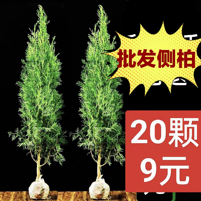 柏树苗松柏塔柏树苗蜀桧侧柏圆柏松树宝塔松龙柏柏树熏腊肉洗头发