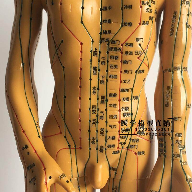 超清人体针灸穴位模型经络通铜人刻字中医教学人体模型男女小人