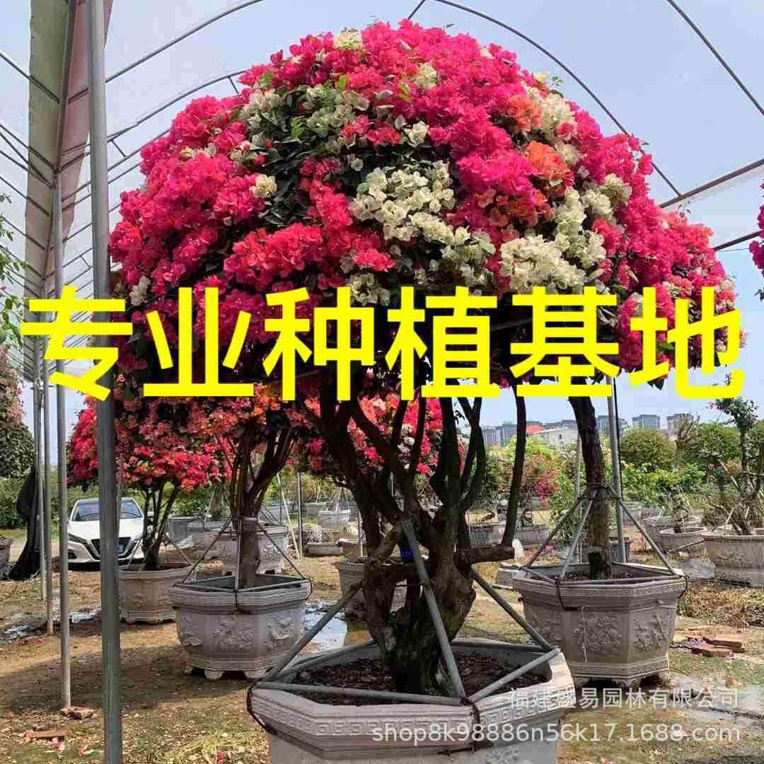 造型多色三角梅价格紫色红花三角梅桩景基地泰国五雀三角梅