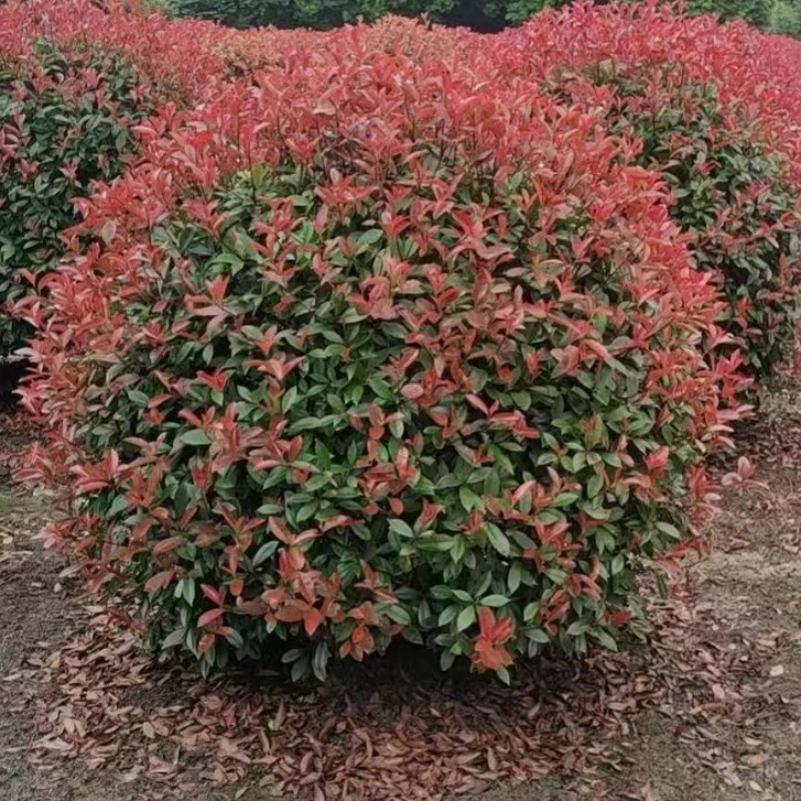 四川苗木花卉基地批发红叶石楠球苗地被灌木球形灌木常绿灌木植物