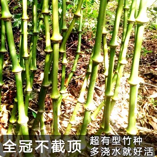 筇竹苗带土算盘竹子苗网红簕竹室内外绿植物耐寒大型盆栽盆景好养