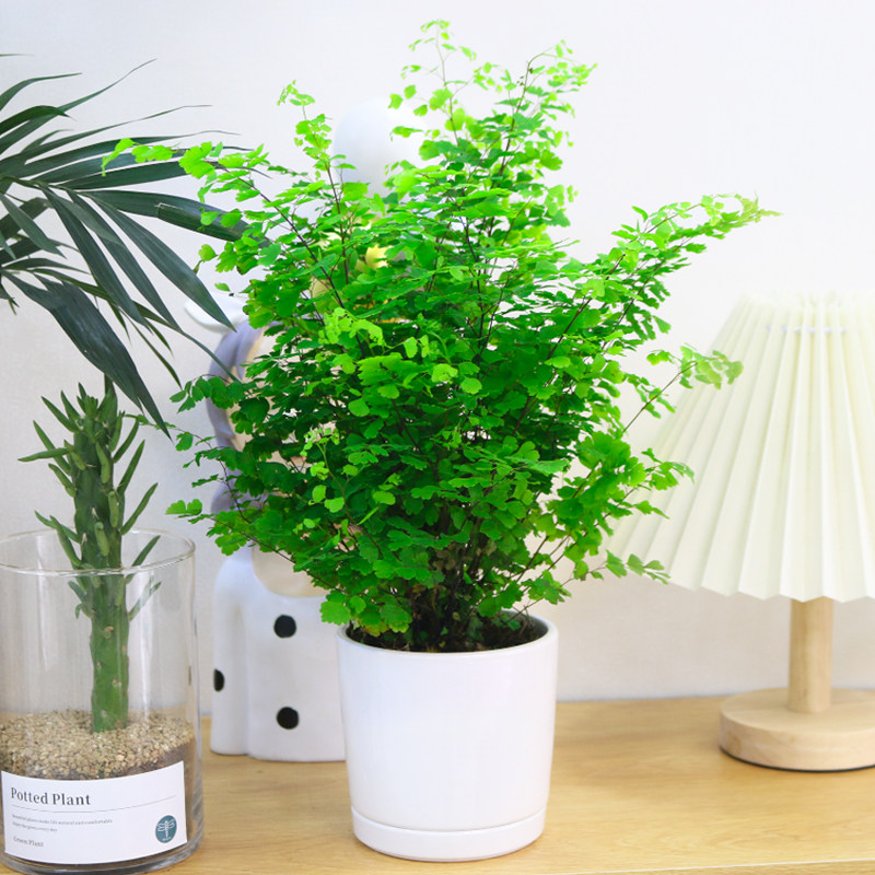 水培铁线蕨耐阴植物净化空气室内盆栽铁丝草四季好养花卉客厅绿植