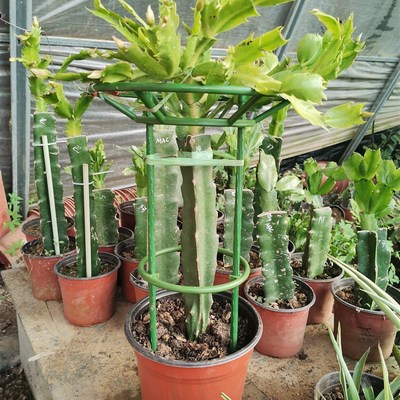 火龙果嫁接蟹爪兰支架多层双层花架植物爬藤架子兰花绿萝支撑架
