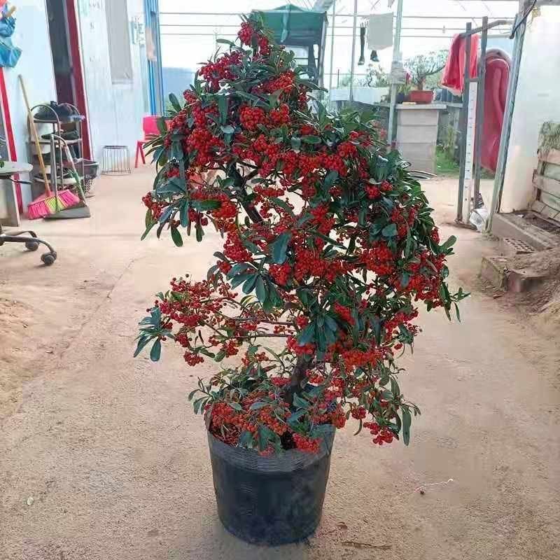 火棘沙棘盆景盆栽树桩老桩绿植观花观果植物阳台客厅庭院当年挂果