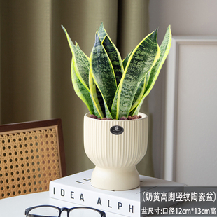 青叶虎耳兰盆栽绿植室内客厅好养四季常青净化空气美观金边虎皮兰