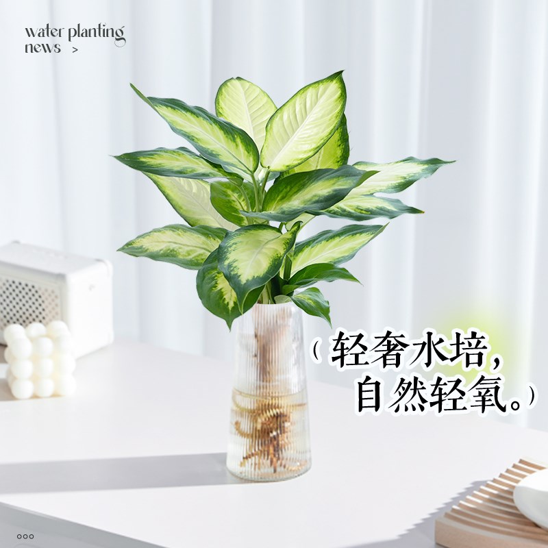 玛丽安水培植物高端无土盆栽室内好养客厅万年红禄植桌面水养绿植