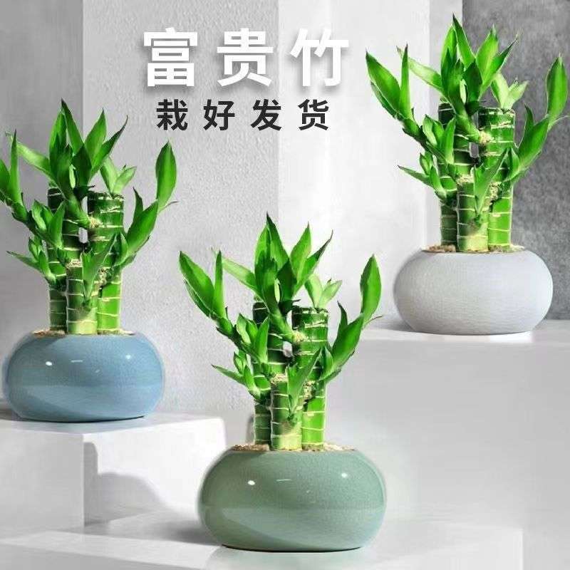 富贵竹转运竹文昌摆件花盆好养水培四季常青绿竹室内绿植