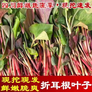 现货速发!现挖四川鱼腥草3斤新鲜折耳根叶子节节根凉拌猪鼻孔叶子