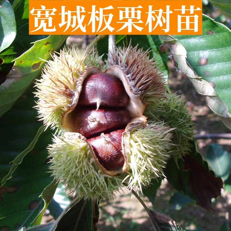 宽城板栗树苗嫁接南北方种植庭院阳台树苗地载盆栽特大苗当年结果