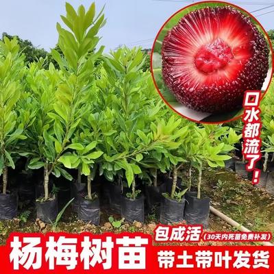 东魁杨梅树苗特大南北方种植