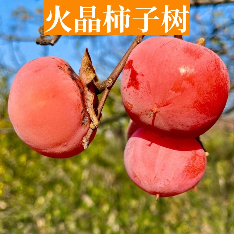 火晶柿子树苗盆栽地载嫁接