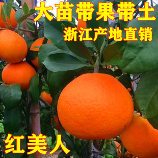 红美人树苗爱媛28号沃柑甘平蜜橘暹罗黄金贡柚柑橘嫁接盆栽地栽