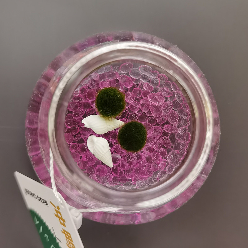 海藻球迷你小植物水培室内懒人桌面摆件marimo生态瓶微景观 趣味