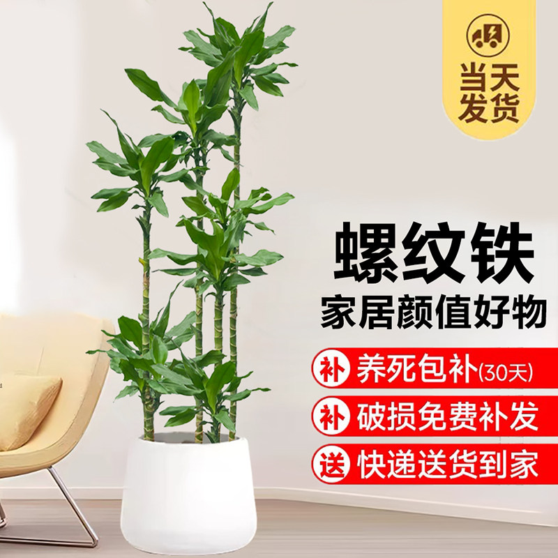 螺纹铁高杆造型大型m绿植室内客厅龙血树开业乔迁新家好养盆景植