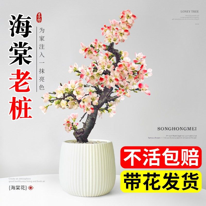 海棠花盆栽四季开花重瓣老桩树苗造E型盆景室内办公室桌面花卉绿