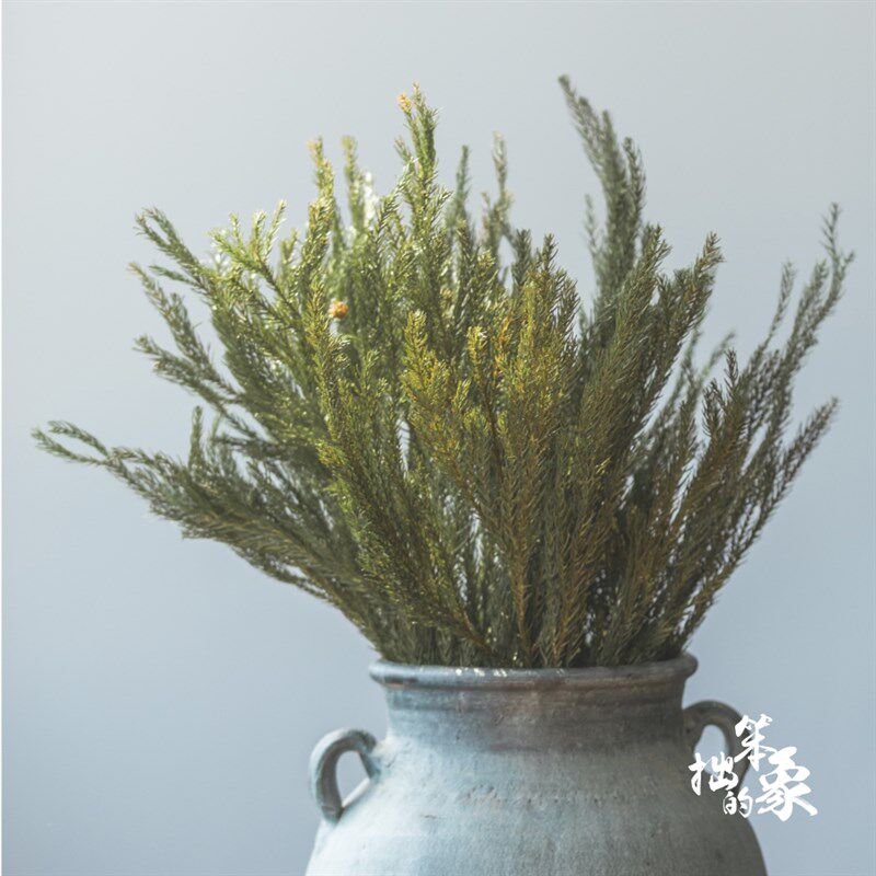 北欧天然绿色干花真花树枝装饰干枝圣诞花环手工制作材料天竺少女