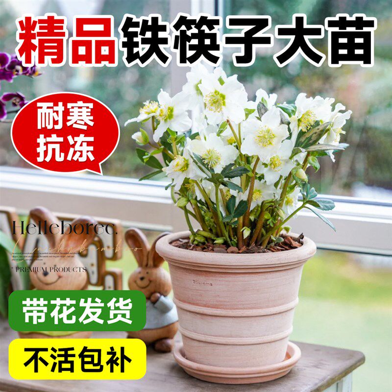 铁筷子盆栽带花冬季o开花耐寒常绿植物室内阳台稀有花卉好养盆栽