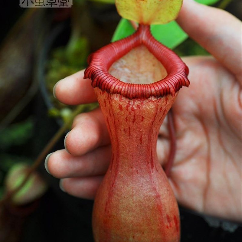优选芦猪b笼草斑小虫草堂食虫植物盆栽食虫草种子室内绿植四.