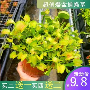 超值带分株爆盆捕蝇草 多颗食人C花猪笼草驱蚊草超大夹子嘴扑蝇