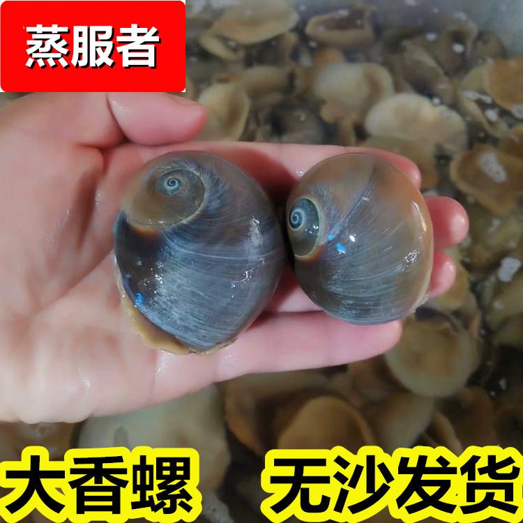 海鲜鲜活沙螺新鲜大沙螺海捕香螺猫眼螺肚脐螺扁玉螺海鲜水产贝类