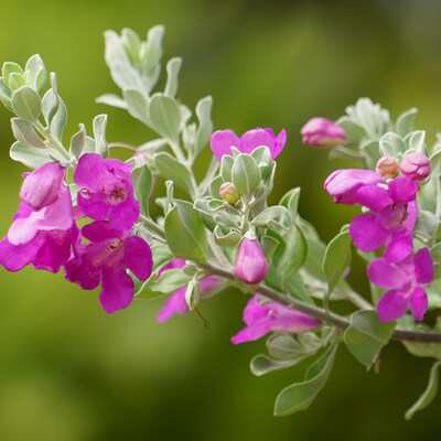 银叶仓鼠红花玉芙蓉盆栽晴雨表灌木阳台绿植庭院花卉四季观叶大苗