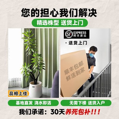 百合竹客厅绿植金心高级感大盆栽室内高端造型大型真植物好养旺宅