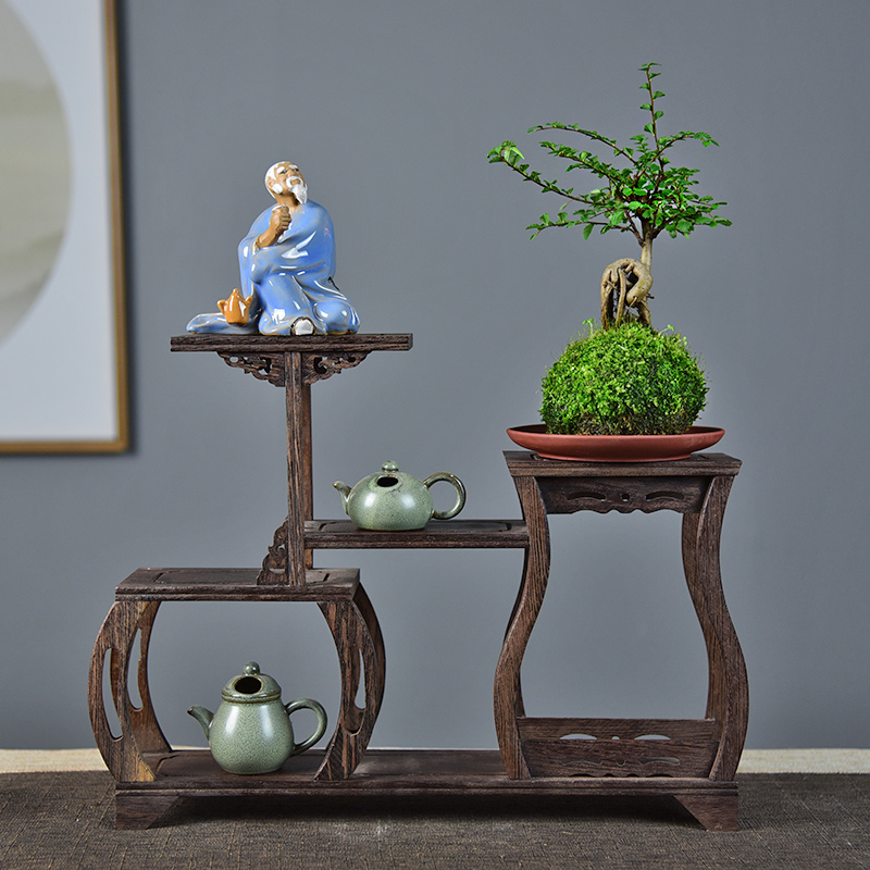 榆树苔玉水培胧月金钱菖蒲盆栽植物室内花茶几桌面四季好养小盆景