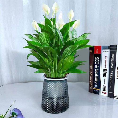 白掌盆栽易活一帆风顺水培植物办公室内花卉绿植红掌水养四季开花