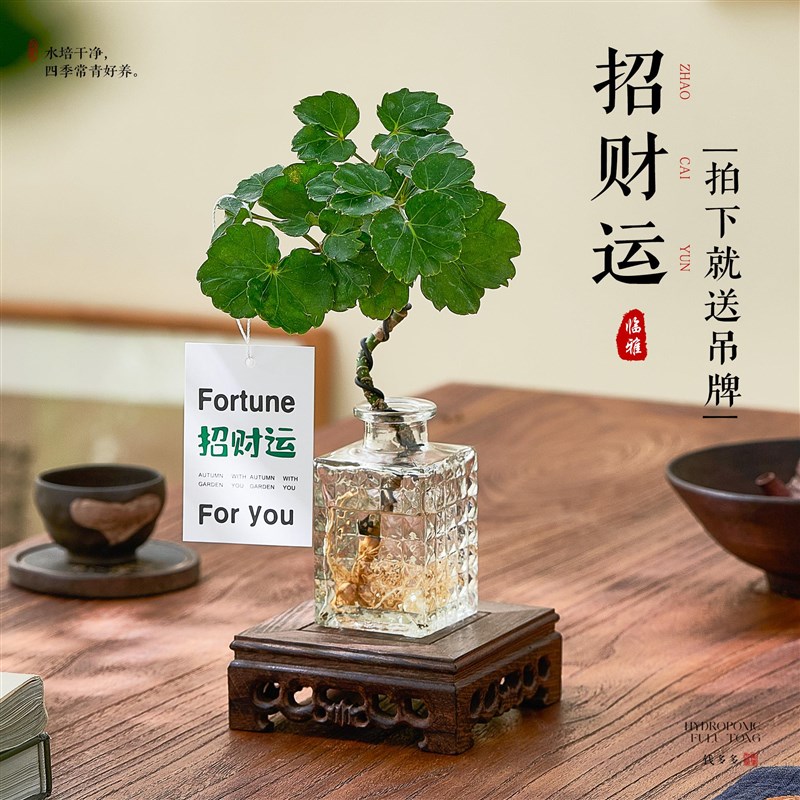 水培圆叶福禄桐钱多多盆栽花卉植物客厅室内桌面茶几懒人水养绿植