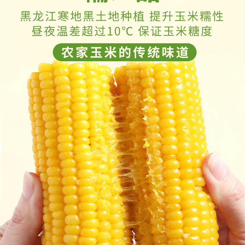 现货大董占和糯玉米东北新
