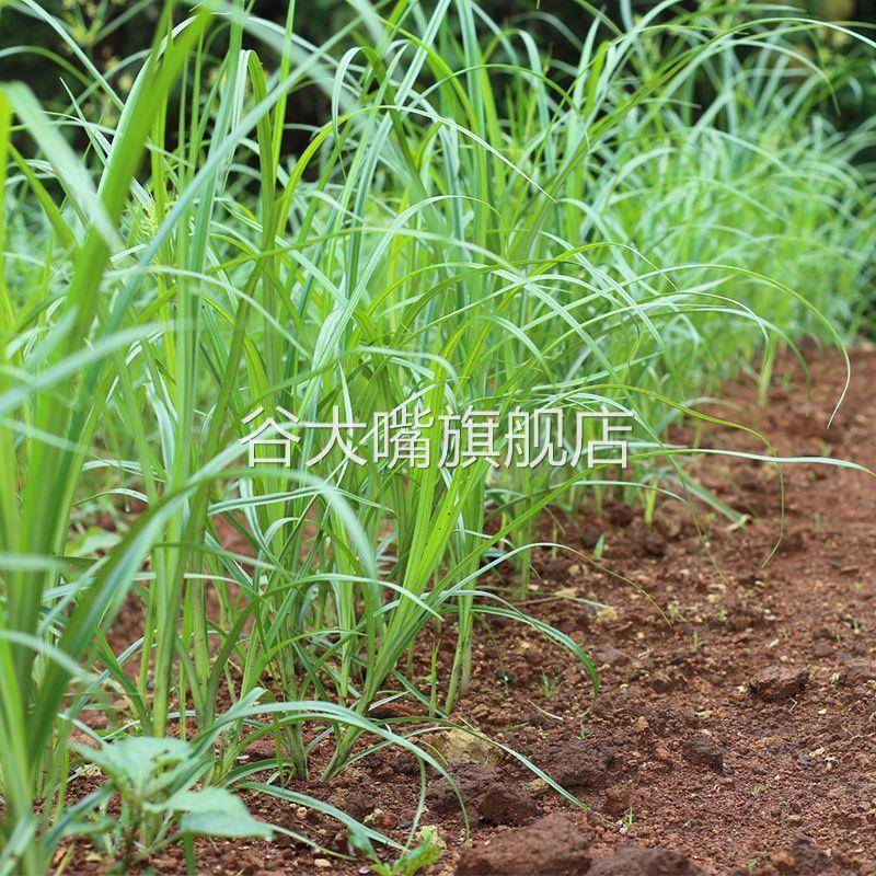 带皮油莎豆 油沙豆 带皮粗粮 虎坚果tiger nuts 油豆 杂粮豆500克