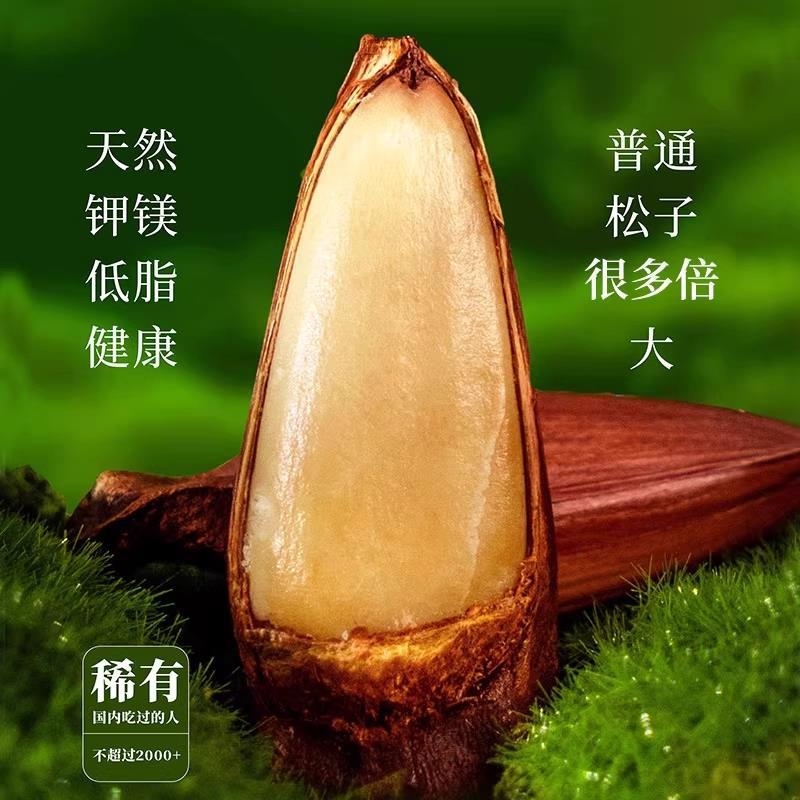 云南巴拉那松子2025新货拇指大颗粒原味坚果礼盒装送礼官方旗舰店