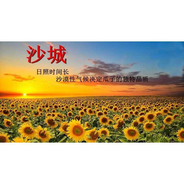 沙城瓜子葵花子中国大陆甘肃省沙城老酱卤 原味葵瓜子210g10袋