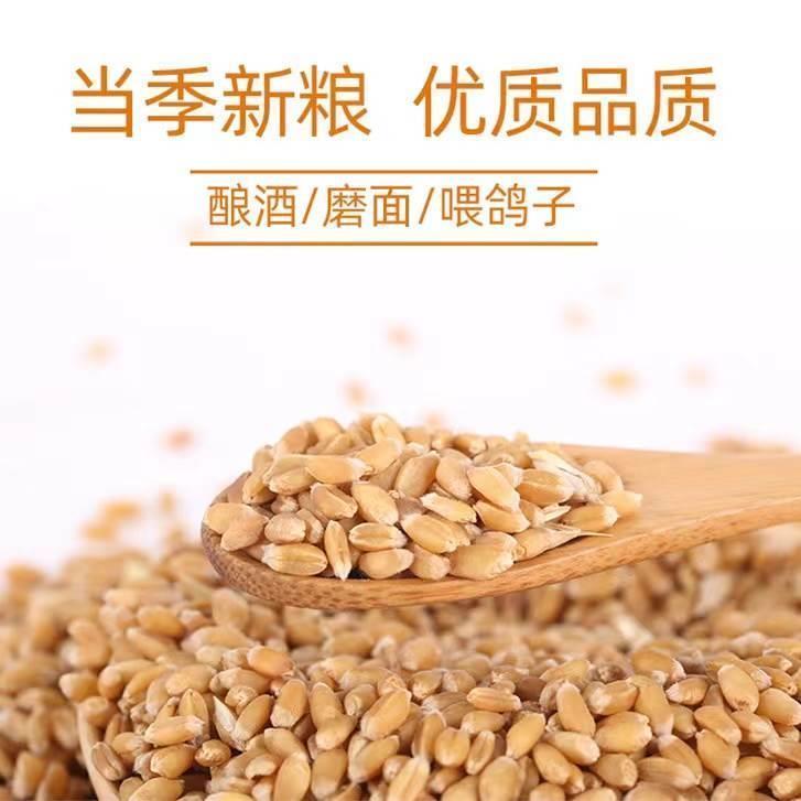 东北小麦粒100斤特价去壳带皮麦子50kg喂鸡鸽子20斤酿酒磨面粉5斤