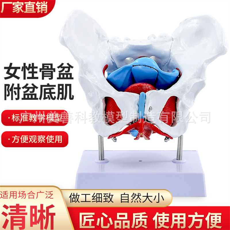 教学仿真女性盆底肌骨盆膀胱模型