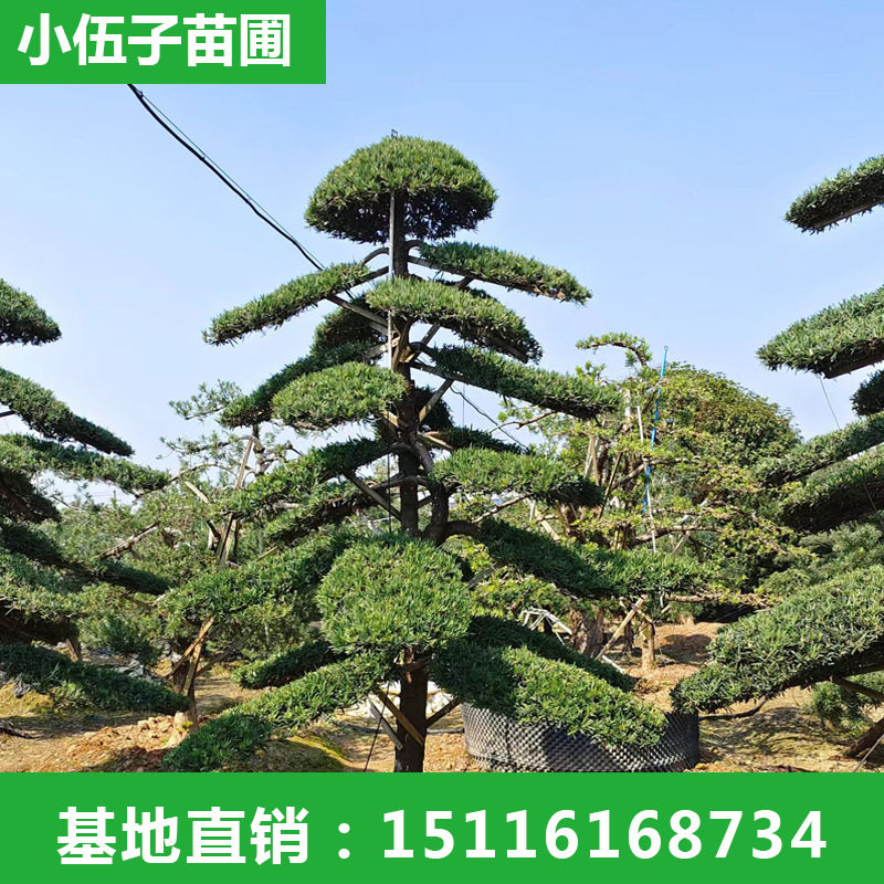 批发造型罗汉松古桩精品园林工程绿化苗木规格齐全基地直销