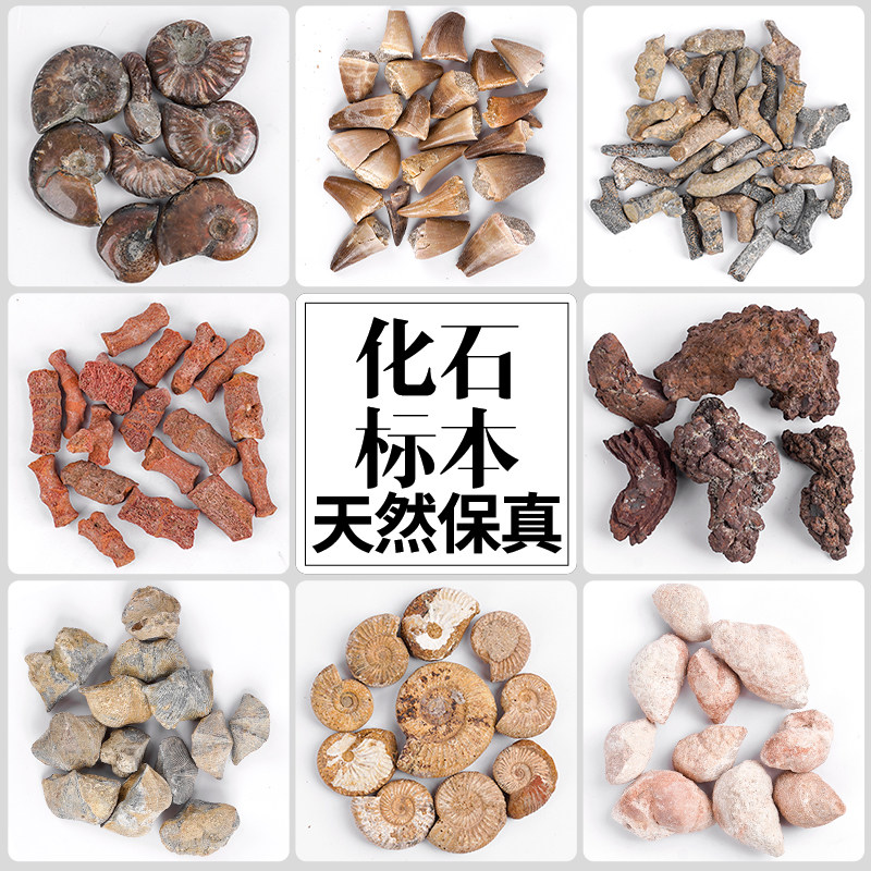 地球脉动稀有天然保真古生物化石标本菊石三叶虫原石收藏装饰摆件