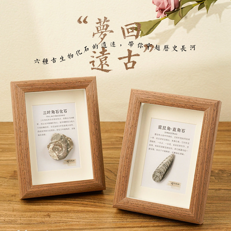 天然古生物化石玻璃相框巴普洛夫菊石震旦角直角石三叶角石摆件