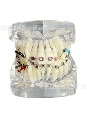 M3005-3矫正牙齿模型透明色正畸模型牙齿矫正模型